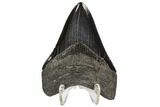 Serrated, Fossil Megalodon Tooth - Grey Enamel #107255-1